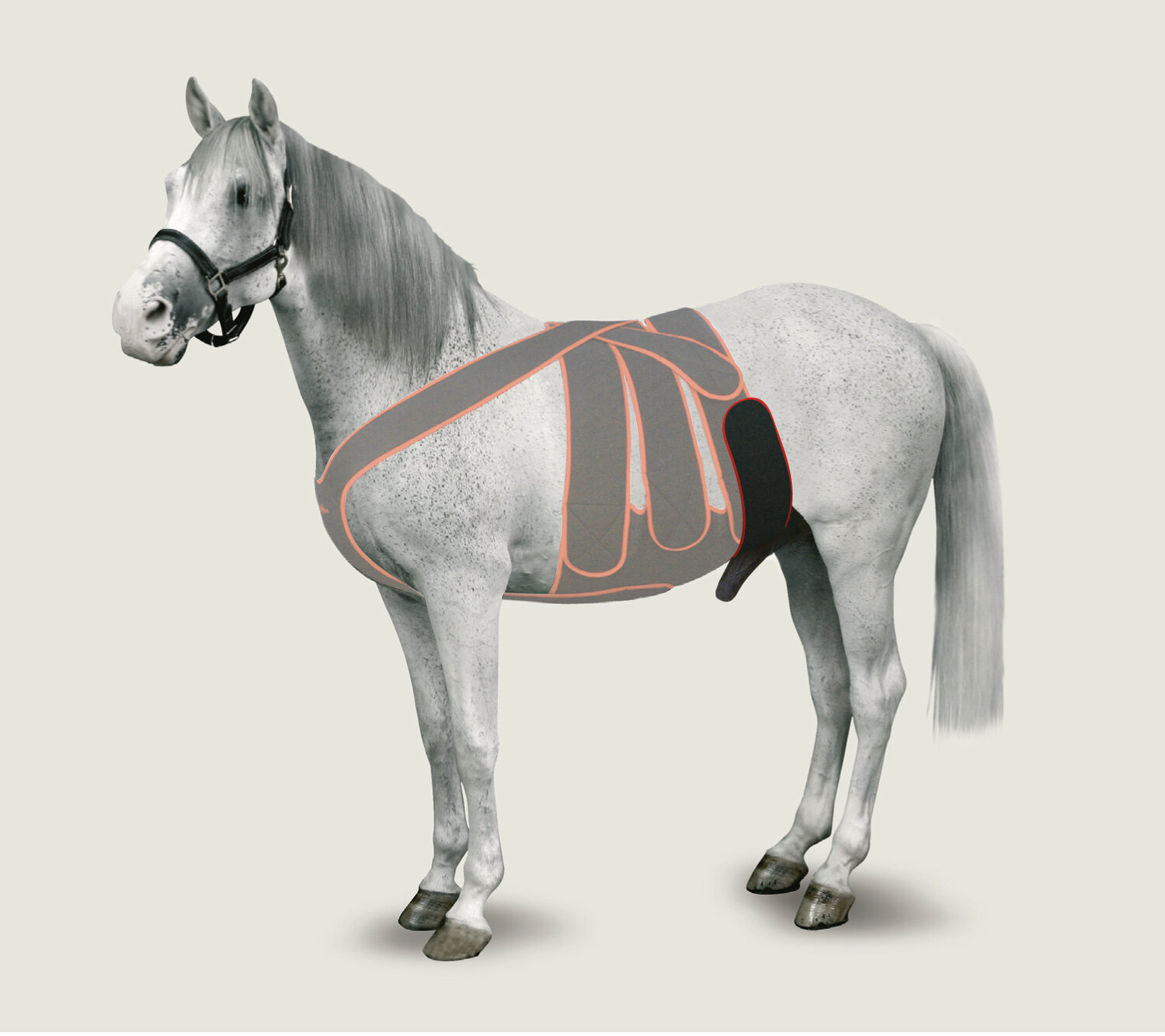 KRUUSE Equine Skrotumriemen für Hengst Gr. L