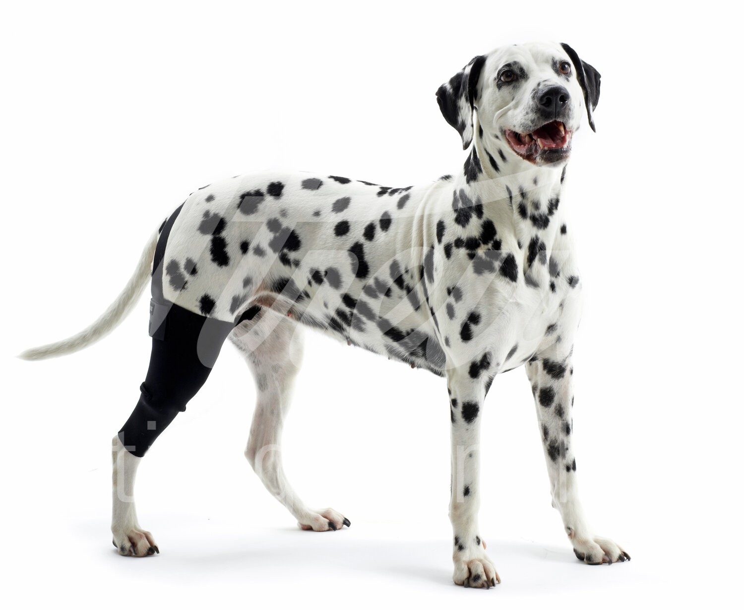 KRUUSE Rehab Hund Kniegelenkschutz Gr. XXL links 1 Stück