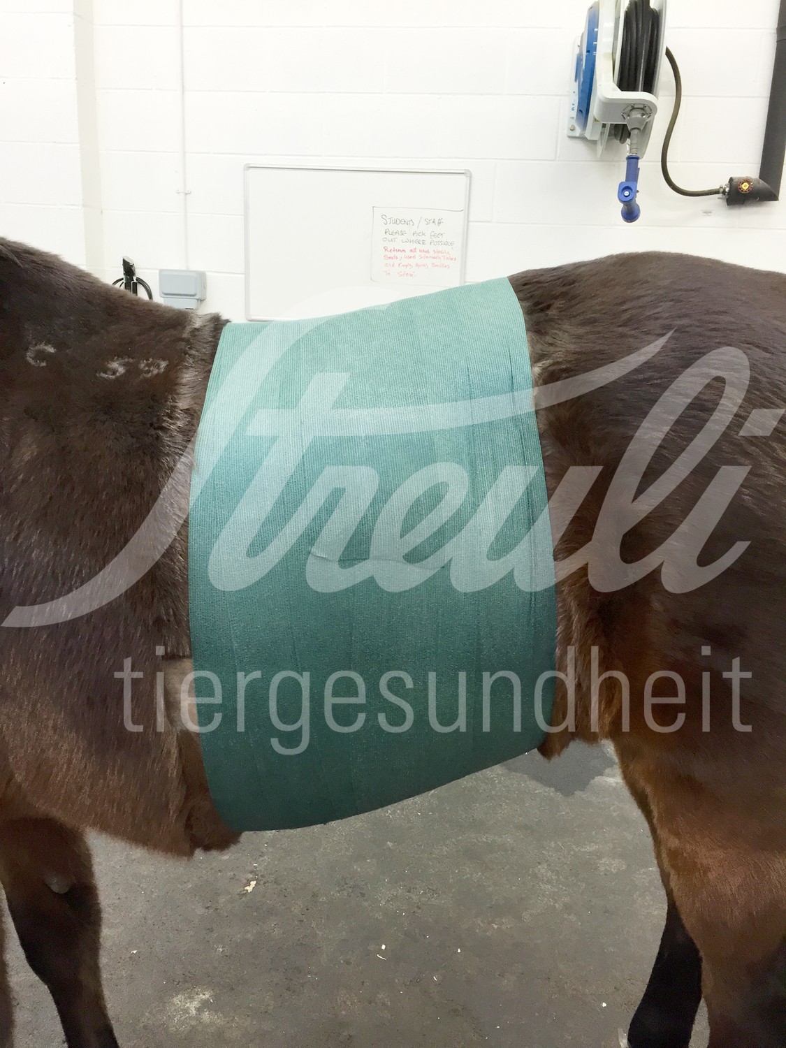 KRUUSE Vet Flex Bandage selbstkl. 15cm x 15m rot 4 Stk.