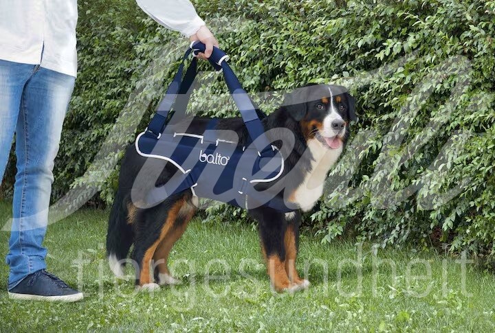 Balto BT Body Lift Grösse S Tragehilfe 1 Stück Balto BT Body Lift Grösse S Tragehilfe 1 Stück