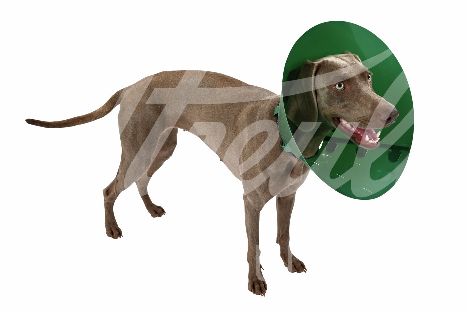 BUSTER Halskragen Green Ocean grün Clic-Verschl. 12.5cm 5Stk BUSTER Halskragen Green Ocean grün Clic-Verschl. 12.5cm 5Stk