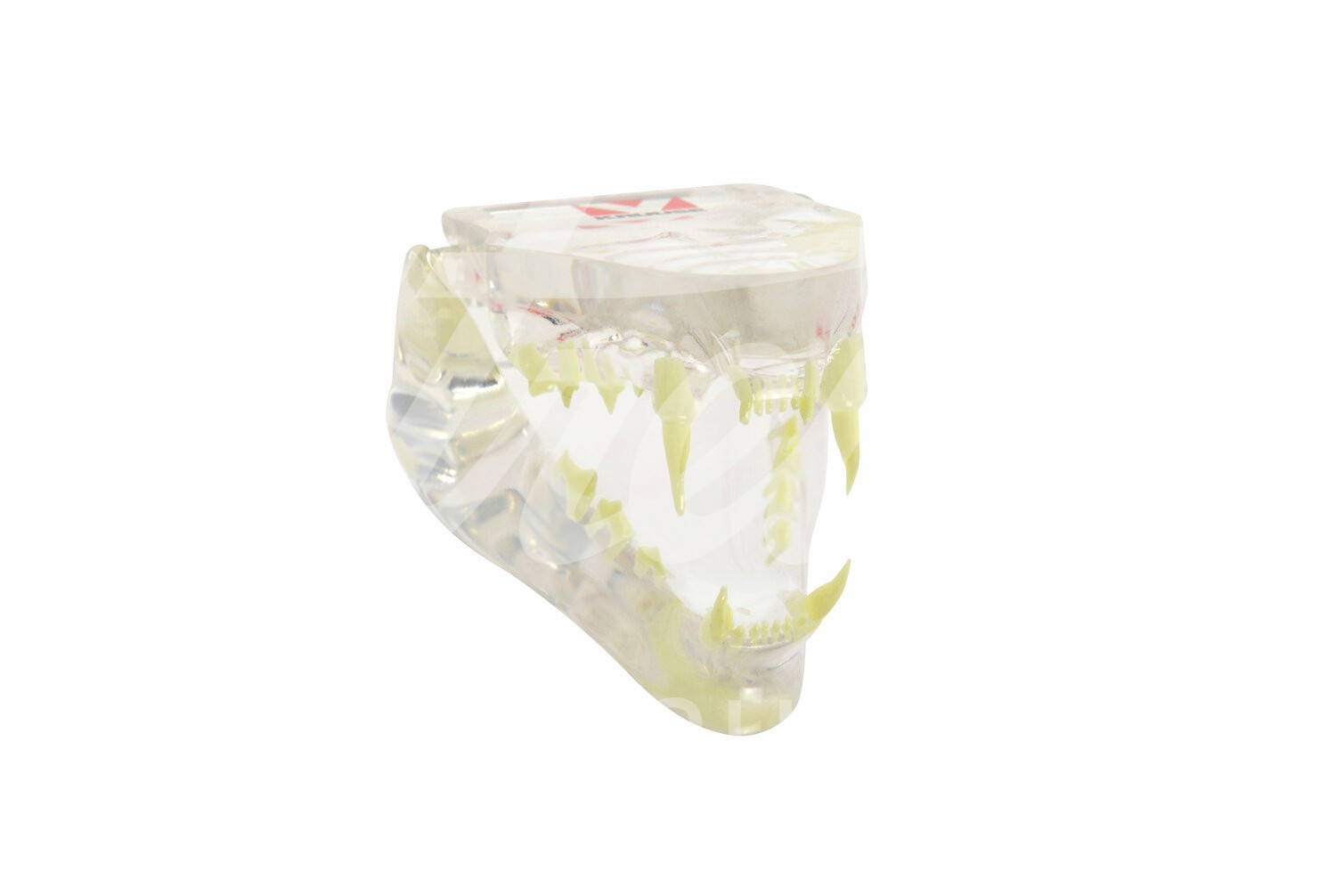 KRUUSE Kiefermodell transparent Katze mit Lerntafel 1 Stück KRUUSE Kiefermodell transparent Katze mit Lerntafel 1 Stück