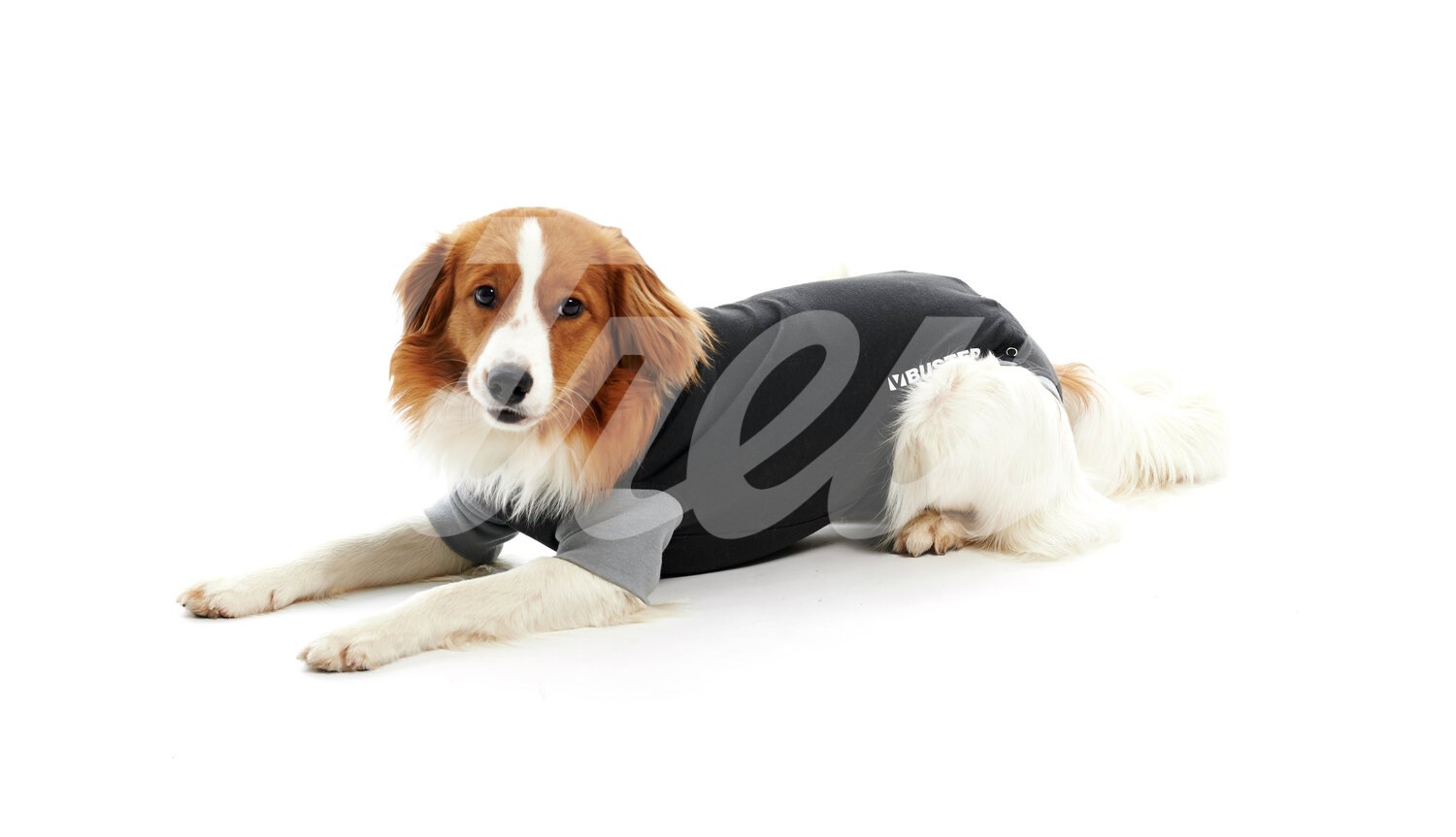BUSTER Body Suit EasyGo Hündin & Rüde Gr. M 1 Stück BUSTER Body Suit EasyGo Hündin & Rüde Gr. M 1 Stück