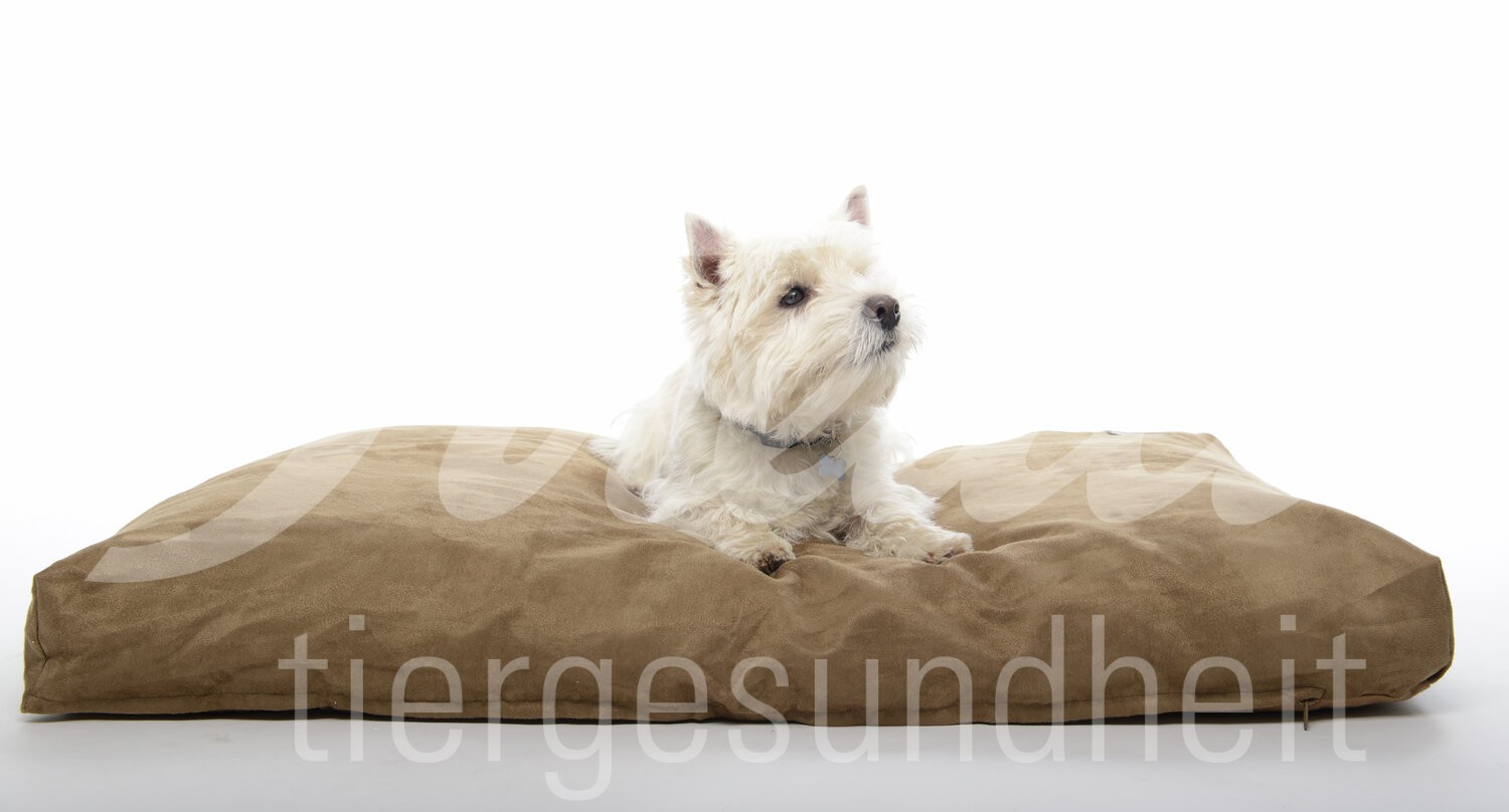 BUSTER Hundebett Memory Foam 100 x 70 cm kamel 1 Stück