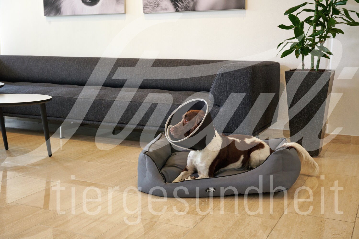 BUSTER Halskragen Foam Klett-Verschl. 7.5 cm 5 Stk. BUSTER Halskragen Foam Klett-Verschl. 7.5 cm 5 Stk.