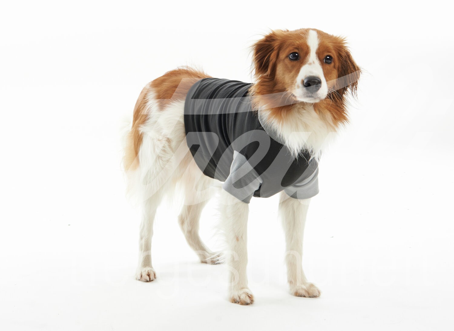 BUSTER Body Suit EasyGo Hündin & Rüde Gr. M 1 Stück BUSTER Body Suit EasyGo Hündin & Rüde Gr. M 1 Stück