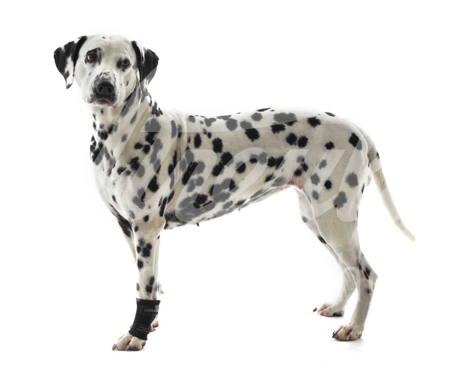 KRUUSE Rehab Hund Karpalgelenkschutz Gr. L 1 Stück