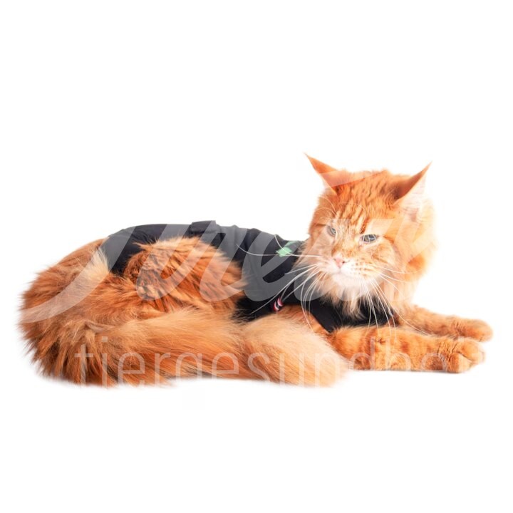 WDT Post-OP Body Premium Katze Grösse S 1 Stück WDT Post-OP Body Premium Katze Grösse S 1 Stück