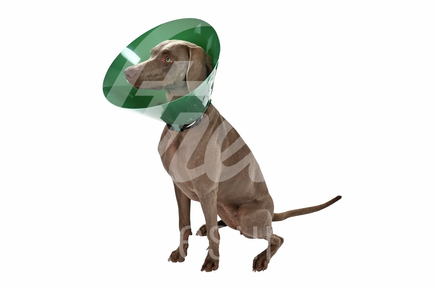 BUSTER Halskragen Green Ocean grün Clic-Verschl. 12.5cm 5Stk BUSTER Halskragen Green Ocean grün Clic-Verschl. 12.5cm 5Stk
