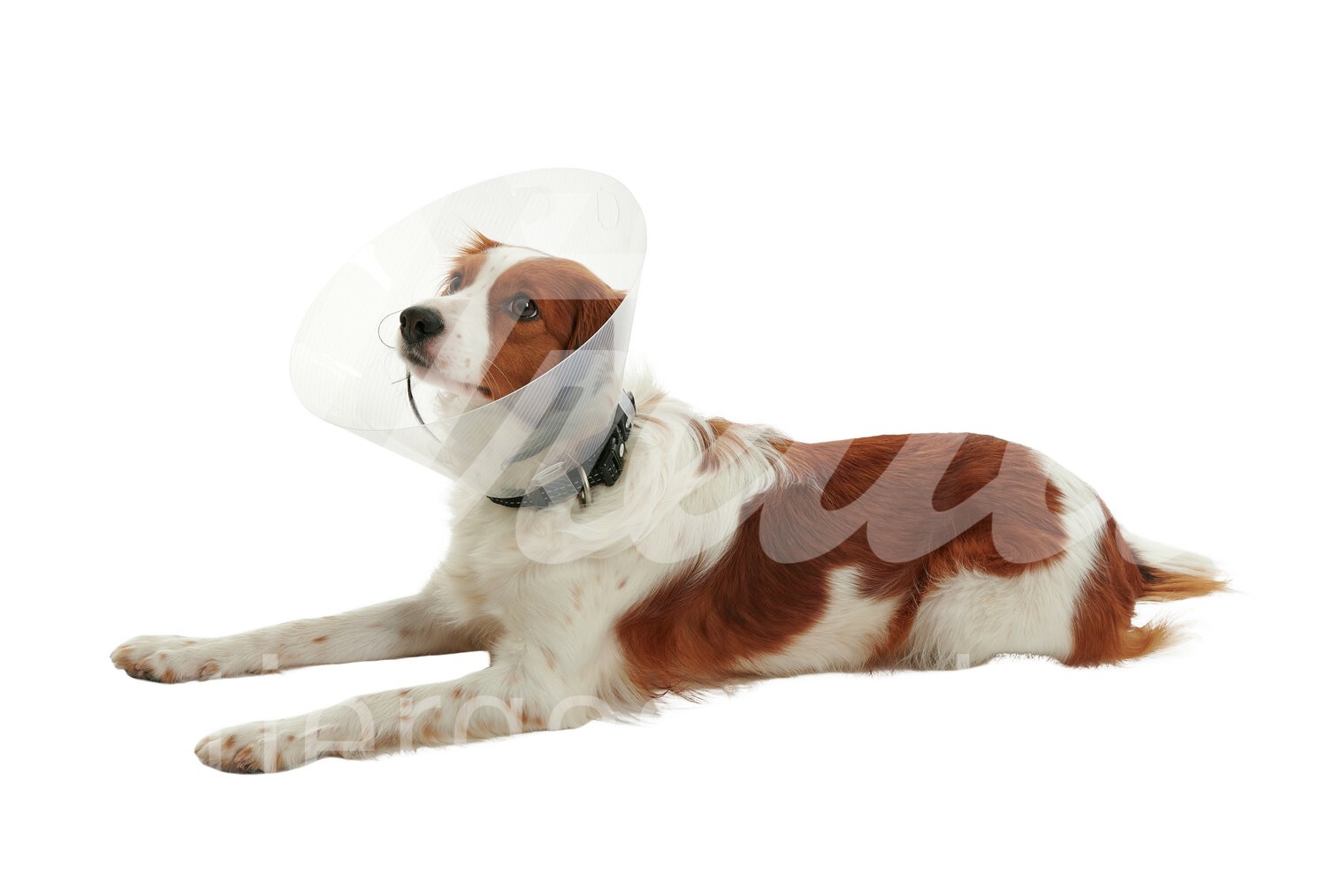 BUSTER Halskragen Clic Collar 10 cm 10 Stück