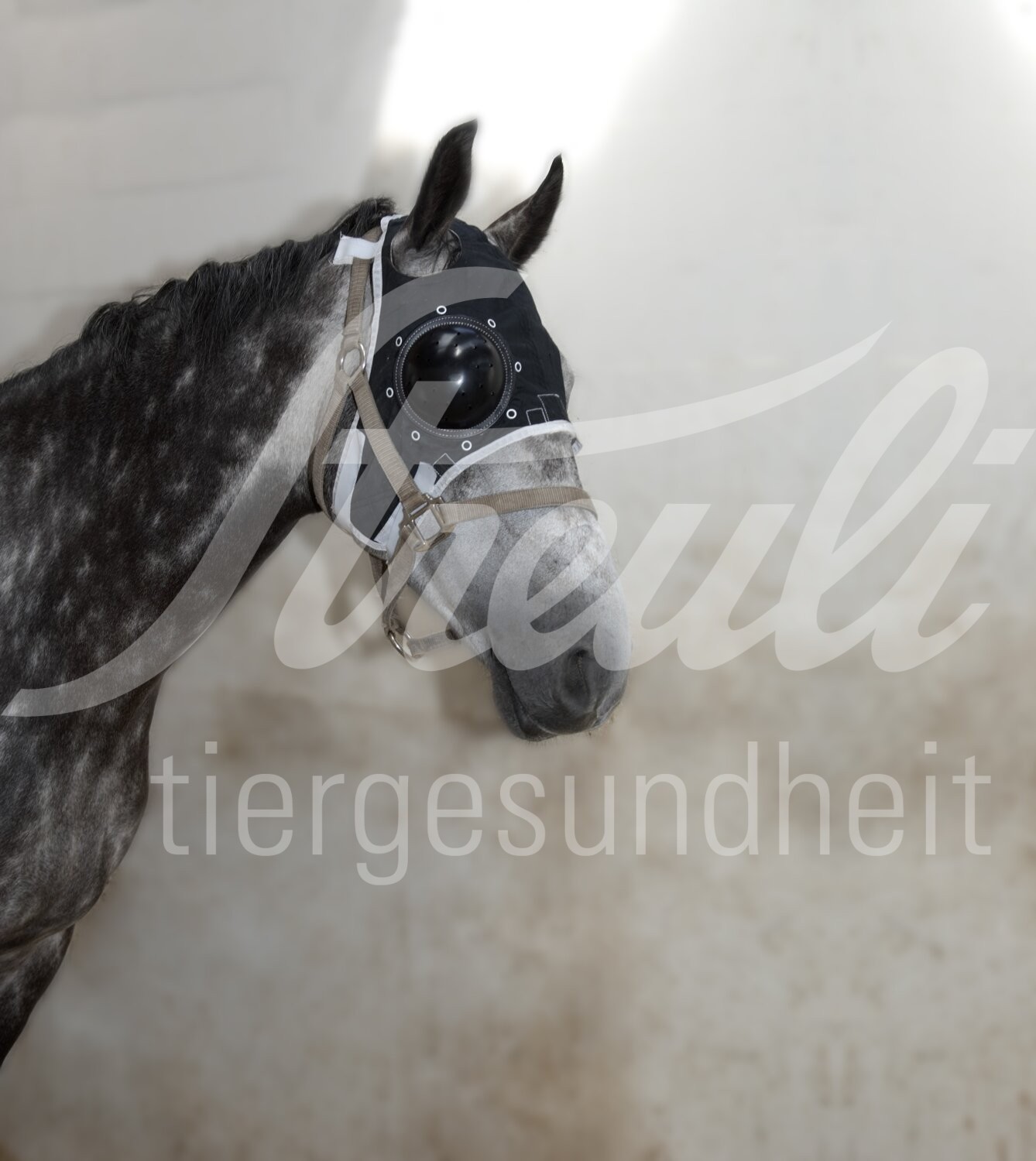 EQUIVET Augenschutz Set rechtes Auge Gr. XL 1 Stück EQUIVET Augenschutz Set rechtes Auge Gr. XL 1 Stück