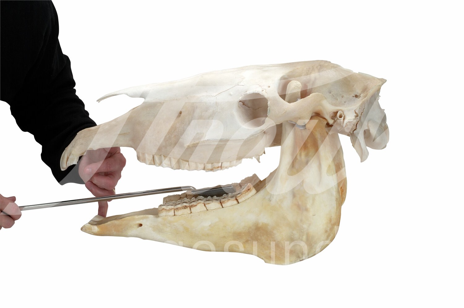 EQUIVET MagFloat Zahnraspel f. o. & u. Backenzähne (6-11) 1Stk