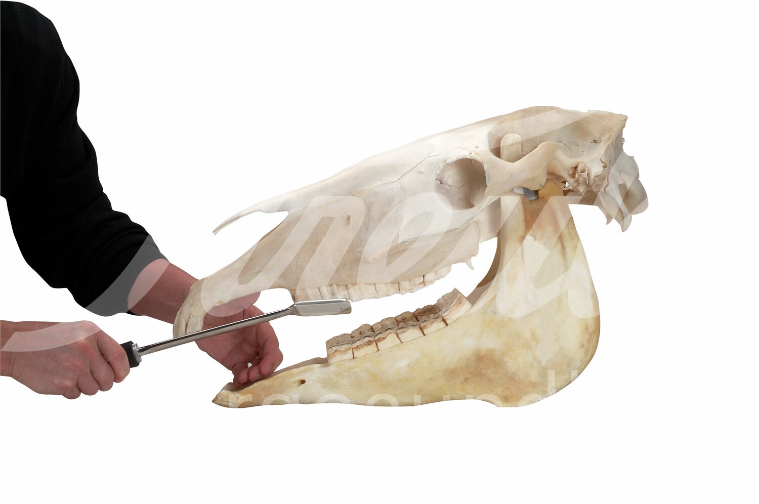 EQUIVET MagFloat Zahnraspel f. obere Premolar (6-8) 1 Stk