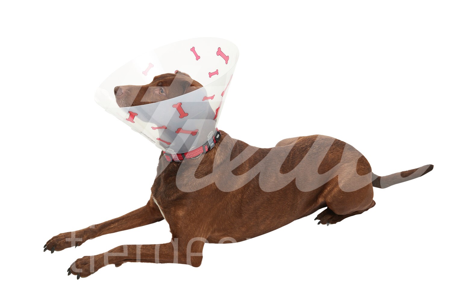 BUSTER Halskragen Clic Knochen-Motiv Gr. 10 cm 10 Stück BUSTER Halskragen Clic Knochen-Motiv Gr. 10 cm 10 Stück