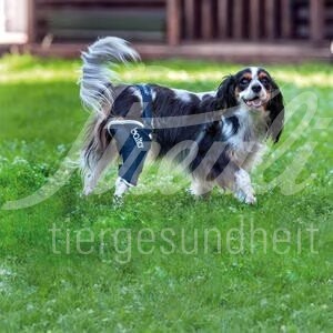 Balto BT JUMP Links Grösse XL Knieorthese 1 Stück