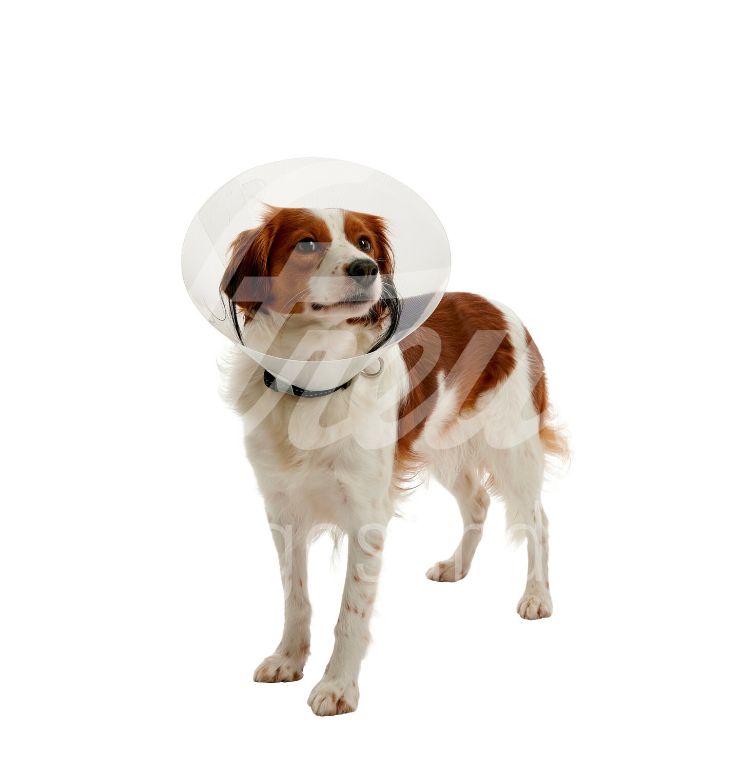 BUSTER Halskragen Clic Collar 10 cm 10 Stück BUSTER Halskragen Clic Collar 10 cm 10 Stück