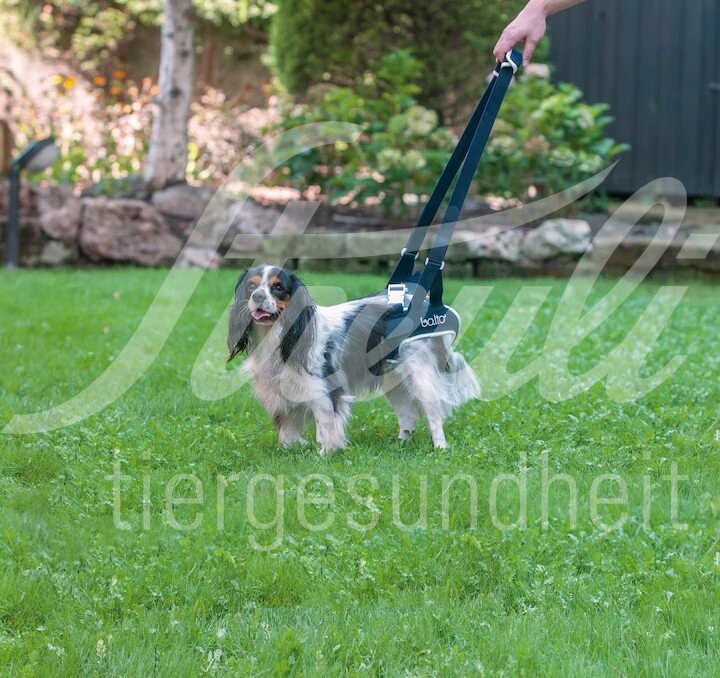 Balto BT up Grösse XS Laufhilfe 1 Stück Balto BT up Grösse XS Laufhilfe 1 Stück