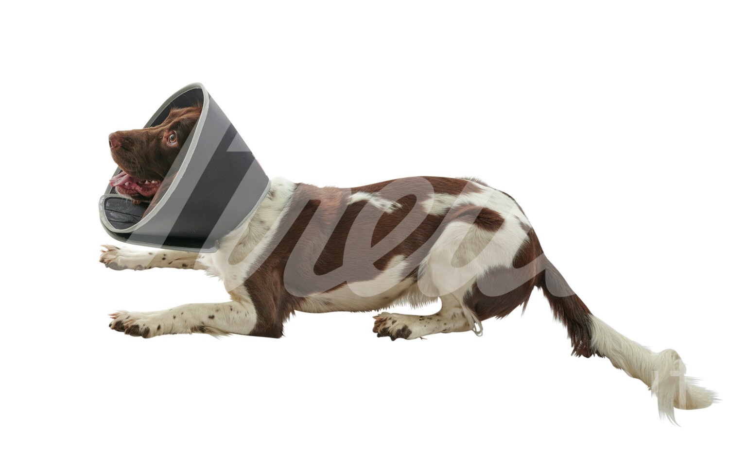 BUSTER Halskragen Foam Klett-Verschl. 15 cm 5 Stk. BUSTER Halskragen Foam Klett-Verschl. 15 cm 5 Stk.