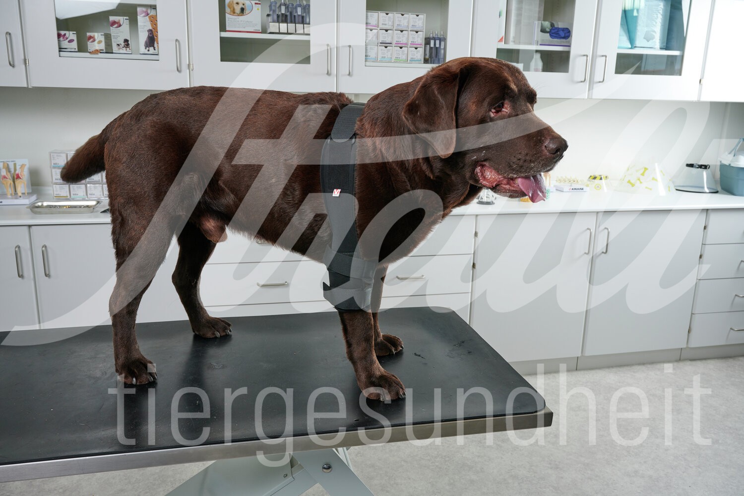 KRUUSE Rehab Pro Hund Elbogenschutz Gr. XS rechts 1 Stück