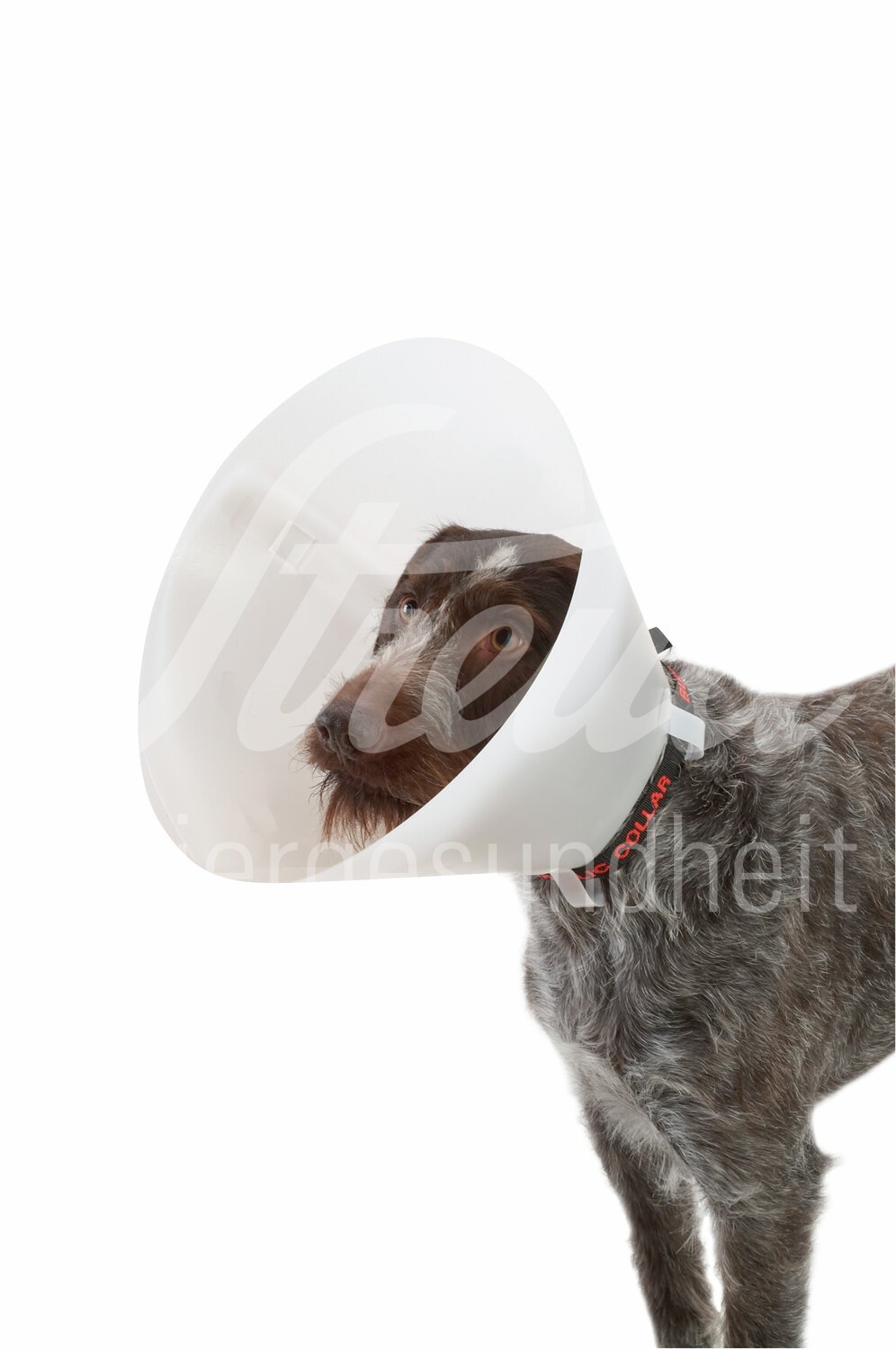 BUSTER Halskragen Classic trüb 10 cm 10 Stück