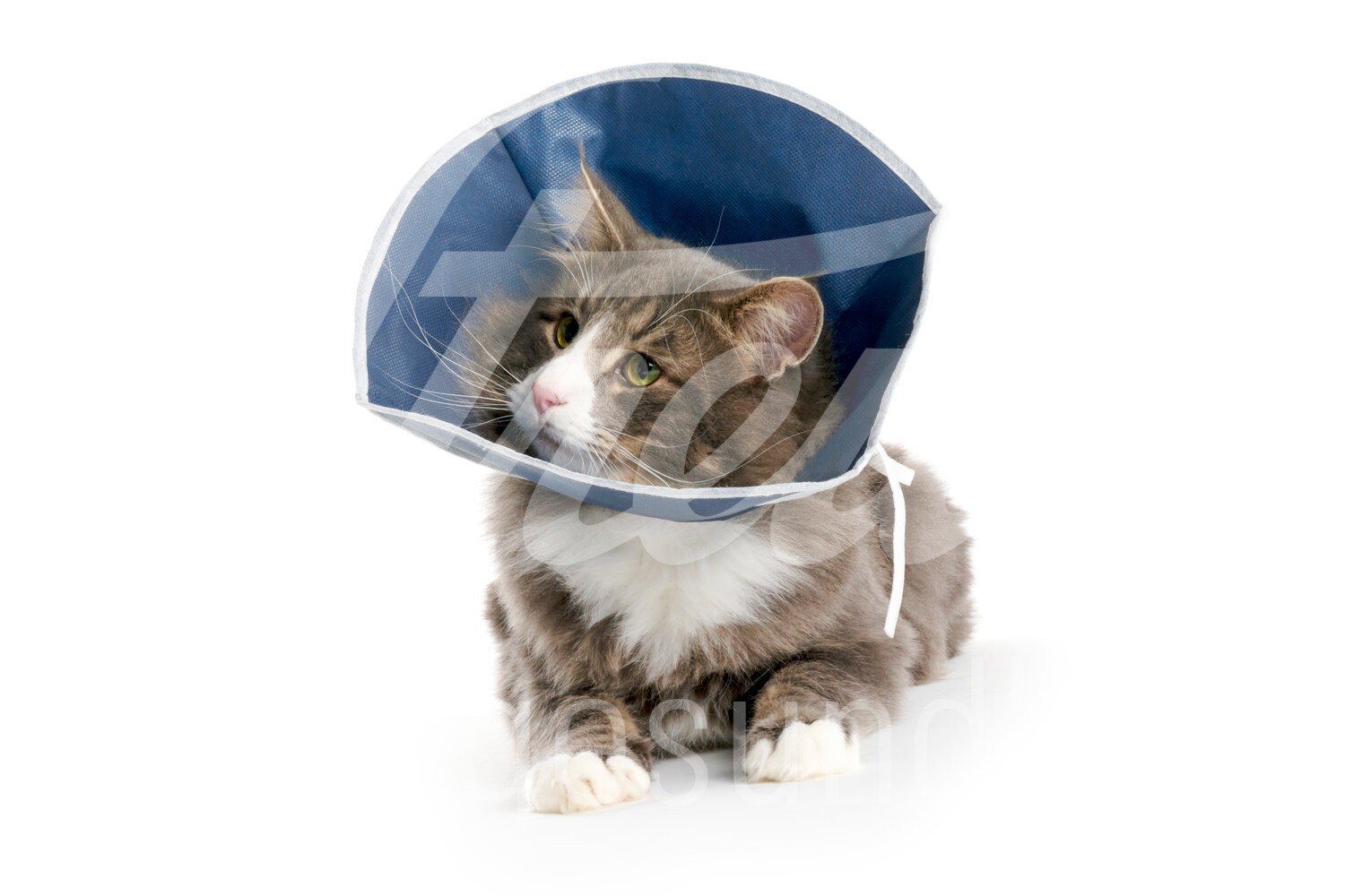 BUSTER Halskragen Soft Katzen und kl. Hunde 10 Stück