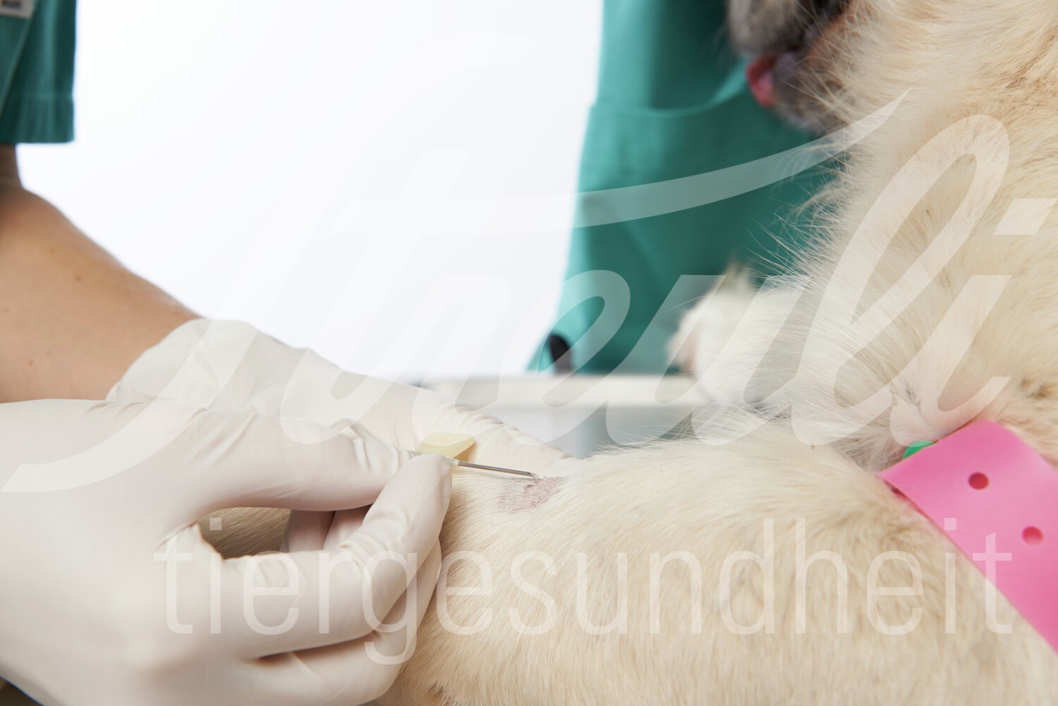 KRUUSE Butterfly 23G 0.6 x 19 mm 30 cm blau 50 Stück