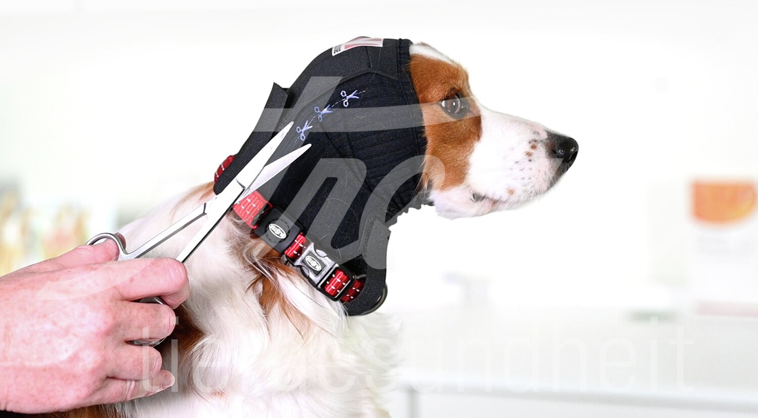 BUSTER Ohrenschutz ear cover Gr. XXL 1 Stück BUSTER Ohrenschutz ear cover Gr. XXL 1 Stück