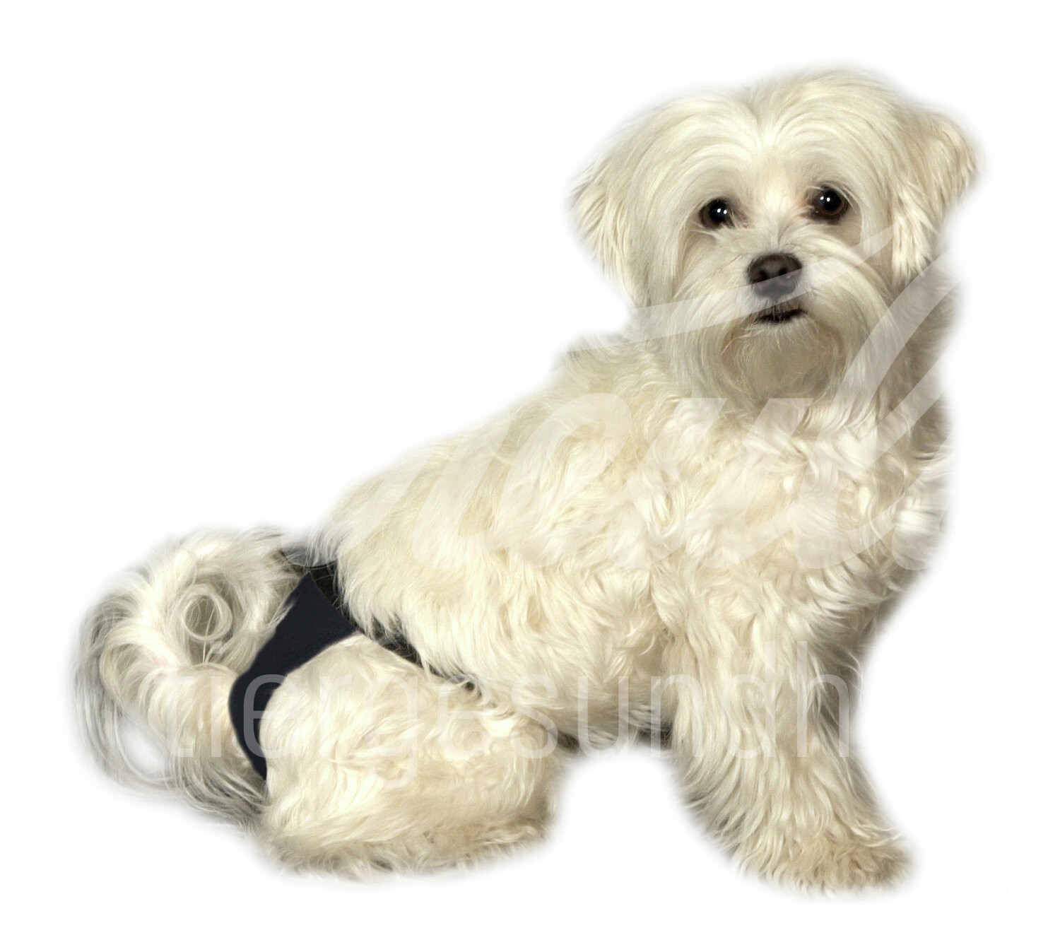 BUSTER Läufigkeitshose / Hundewindel Gr. 4 1 Stk.