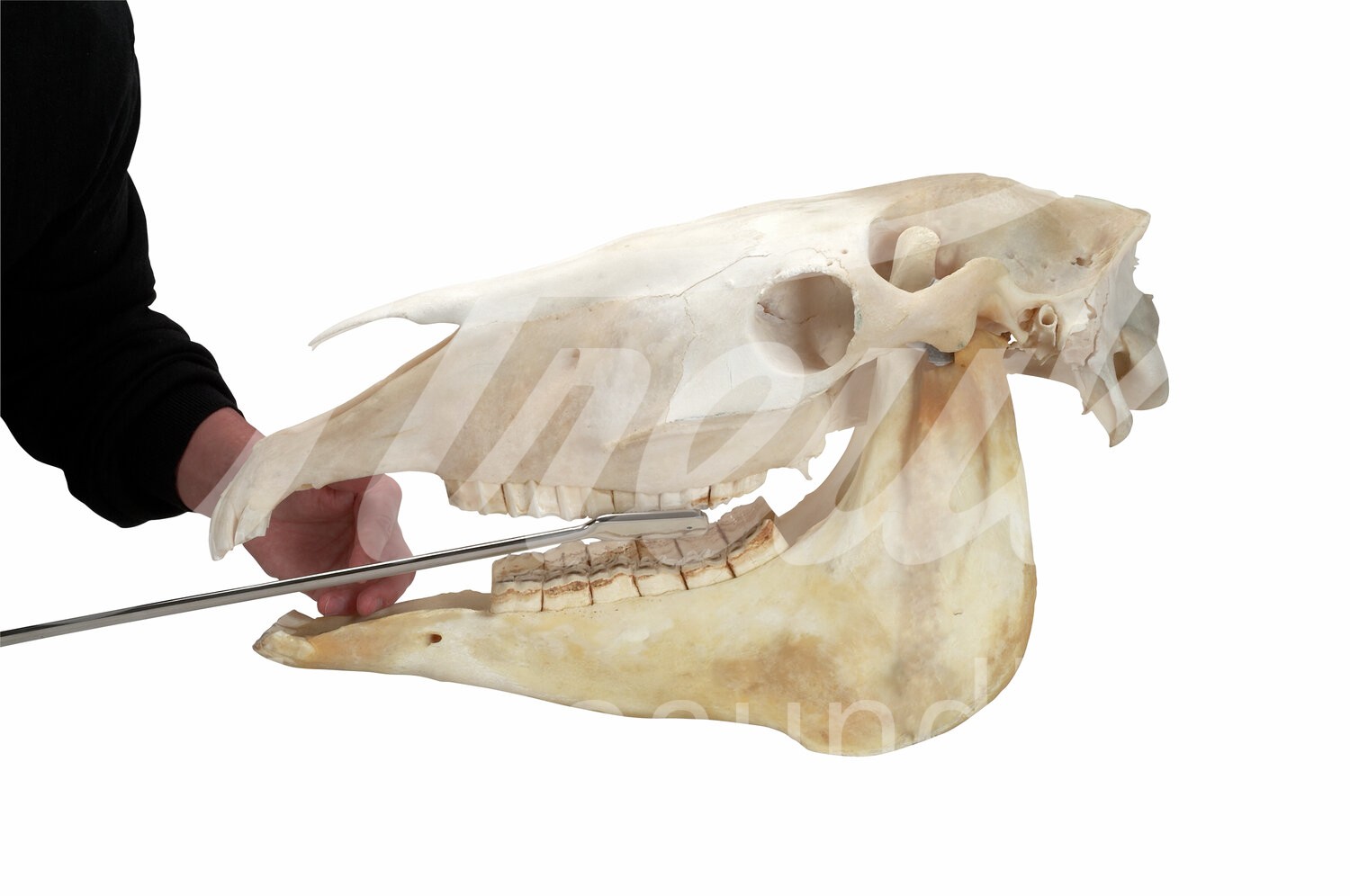 EQUIVET MagFloat Zahnraspel f. obere Molar (9-11) 1Stk