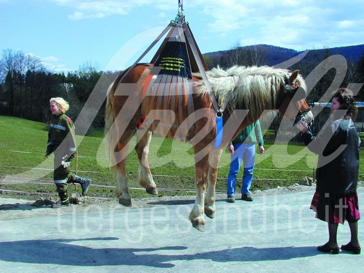 Equi-Lift-Hebegeschirr 1 Stück