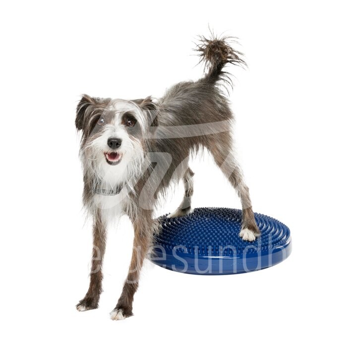 FitPaws Balance Disc 55 cm 1 Stück