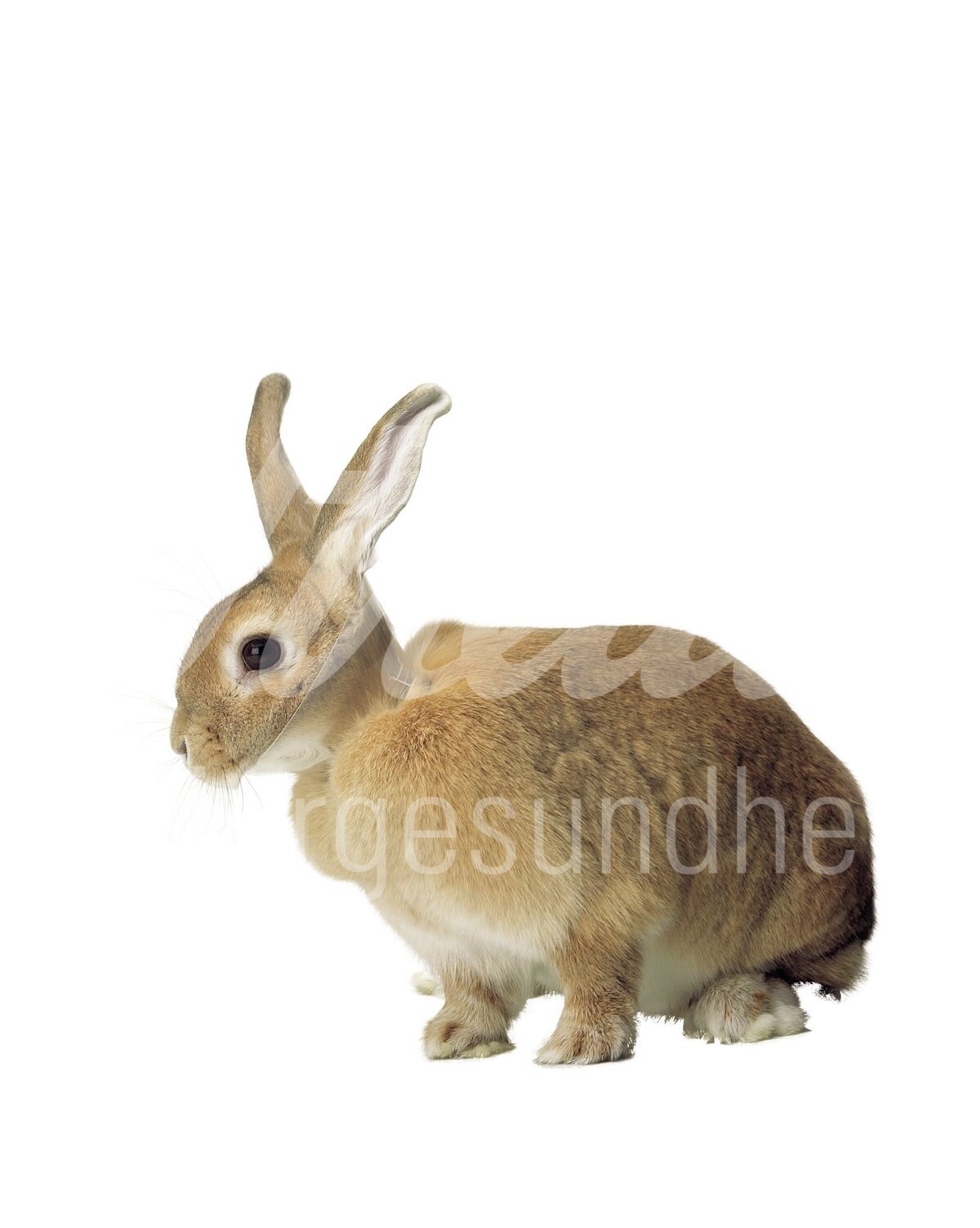 BUSTER Kaninchenkragen Gr. 5 cm 10 Stück