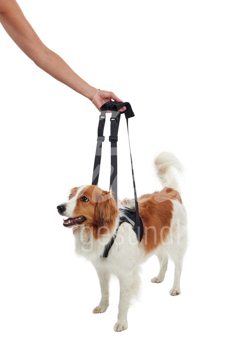 KRUUSE Rehab Tragehilfe Vorderbeine Gr. S 1 Stück