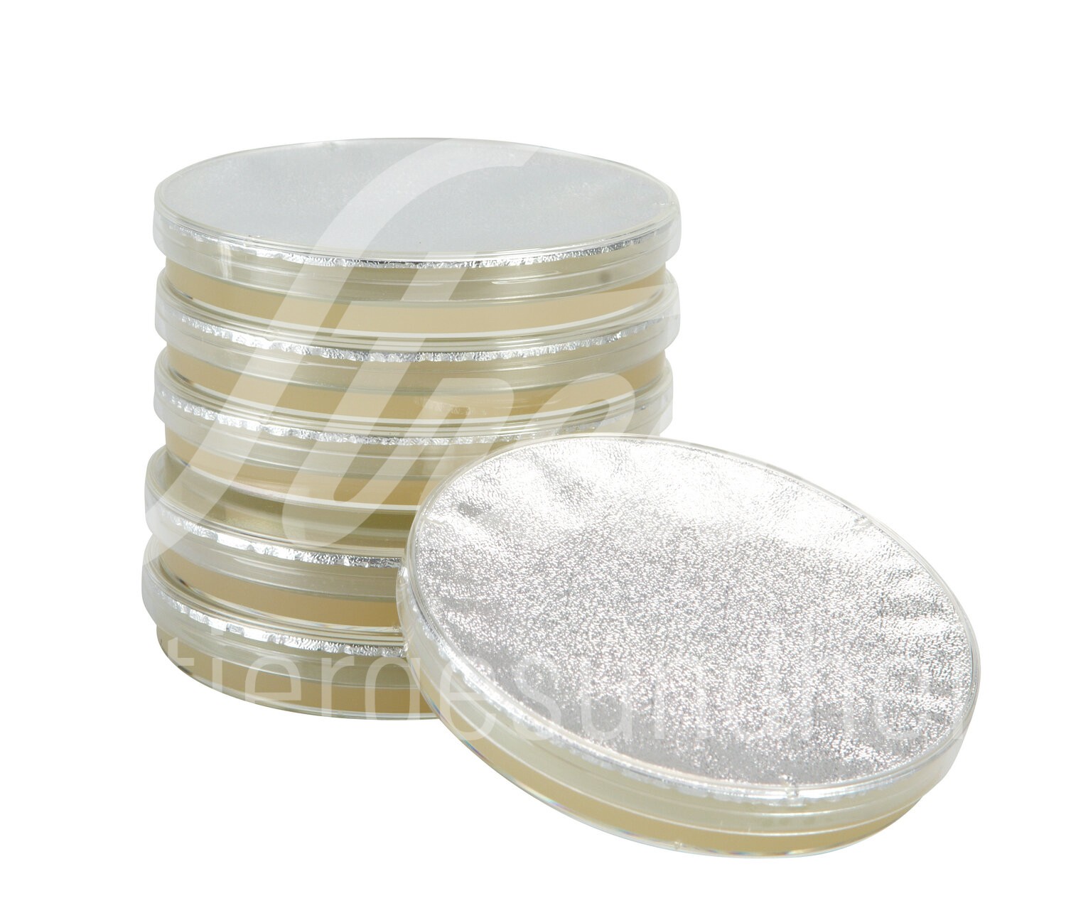 KRUUSE Müller Hinton Agar 6 Stück