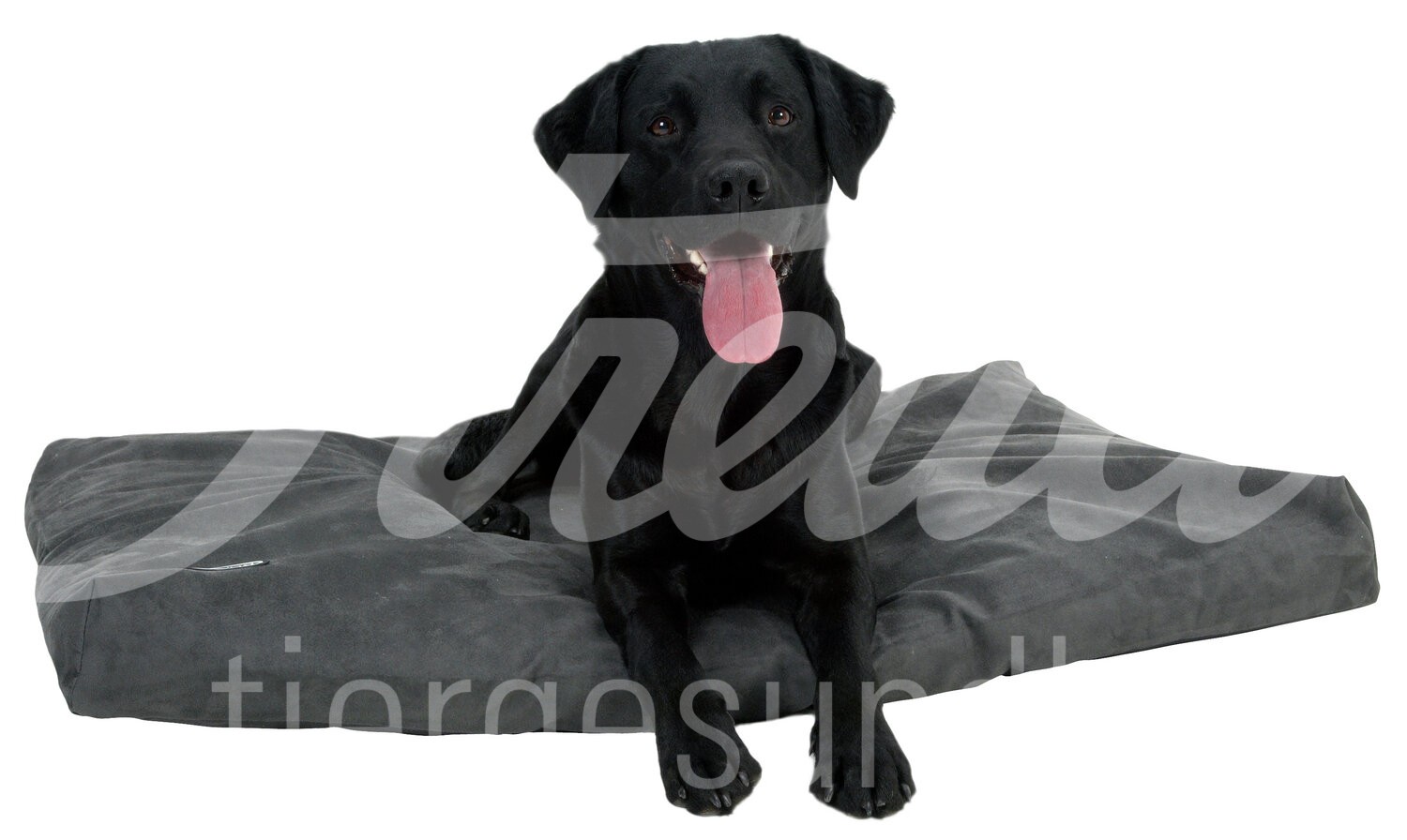 BUSTER Hundebett Memory Foam 100 x 70 cm grau 1 Stück