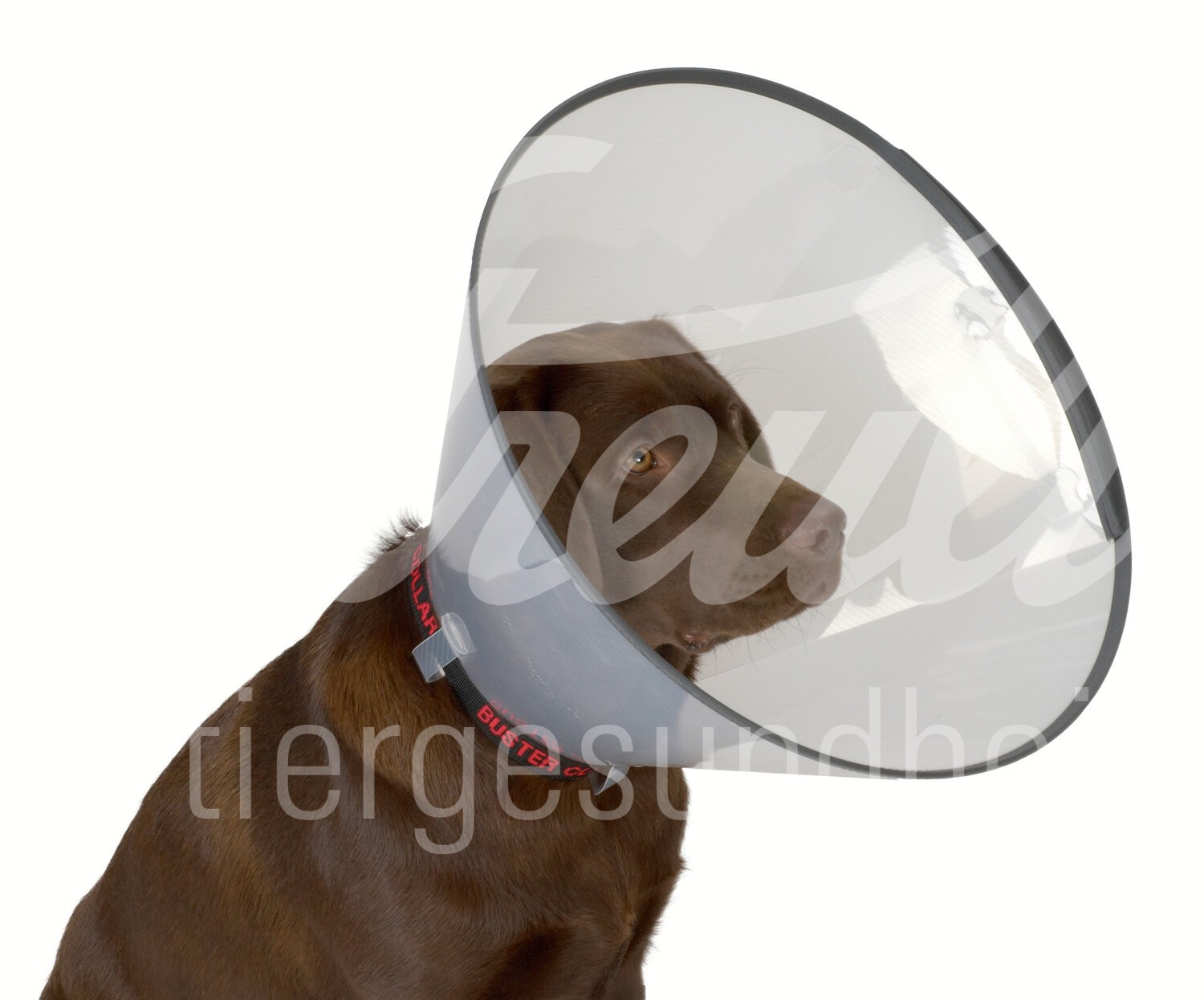BUSTER Halskragen Comfort transp. Schnell-Versch. 30cm 5Stk BUSTER Halskragen Comfort transp. Schnell-Versch. 30cm 5Stk