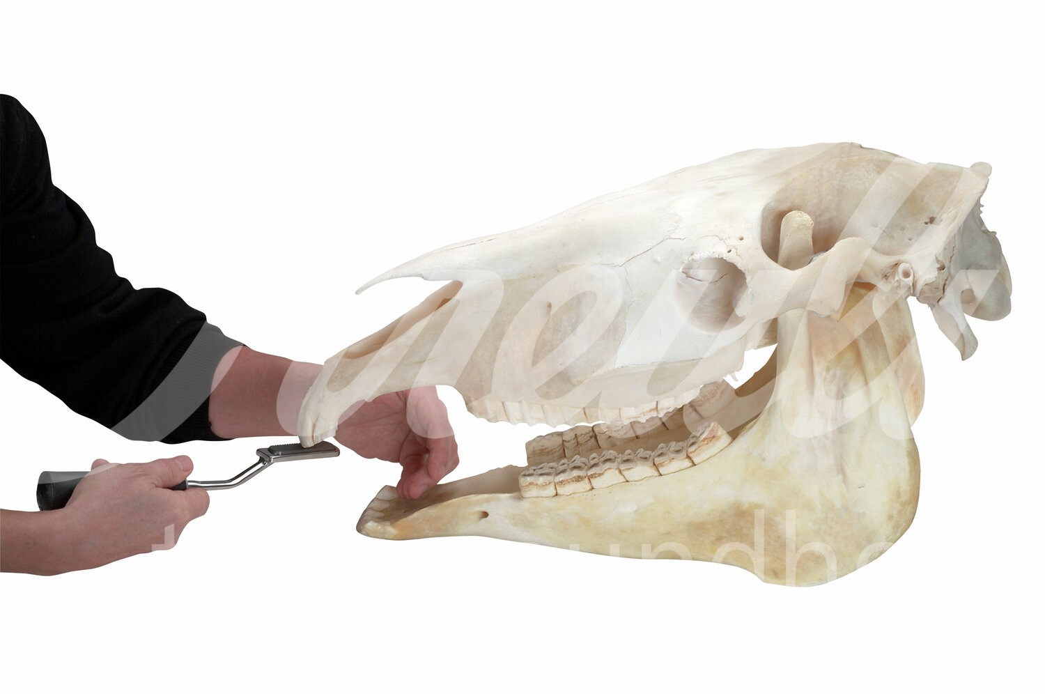 EQUIVET MagFloat Zahnraspel f. Schneide-& Eckzähne (1-4) 1Stk