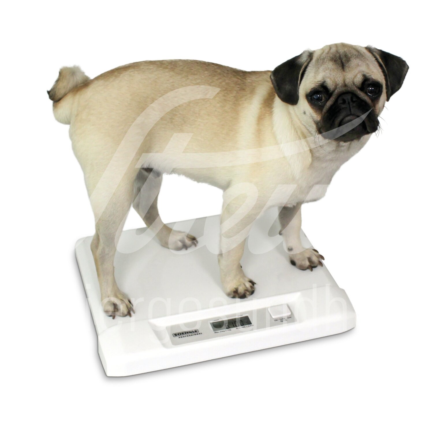 Soehnle Kleintierwaage bis 20 kg Tischmodell 1 Stück Soehnle Kleintierwaage bis 20 kg Tischmodell 1 Stück