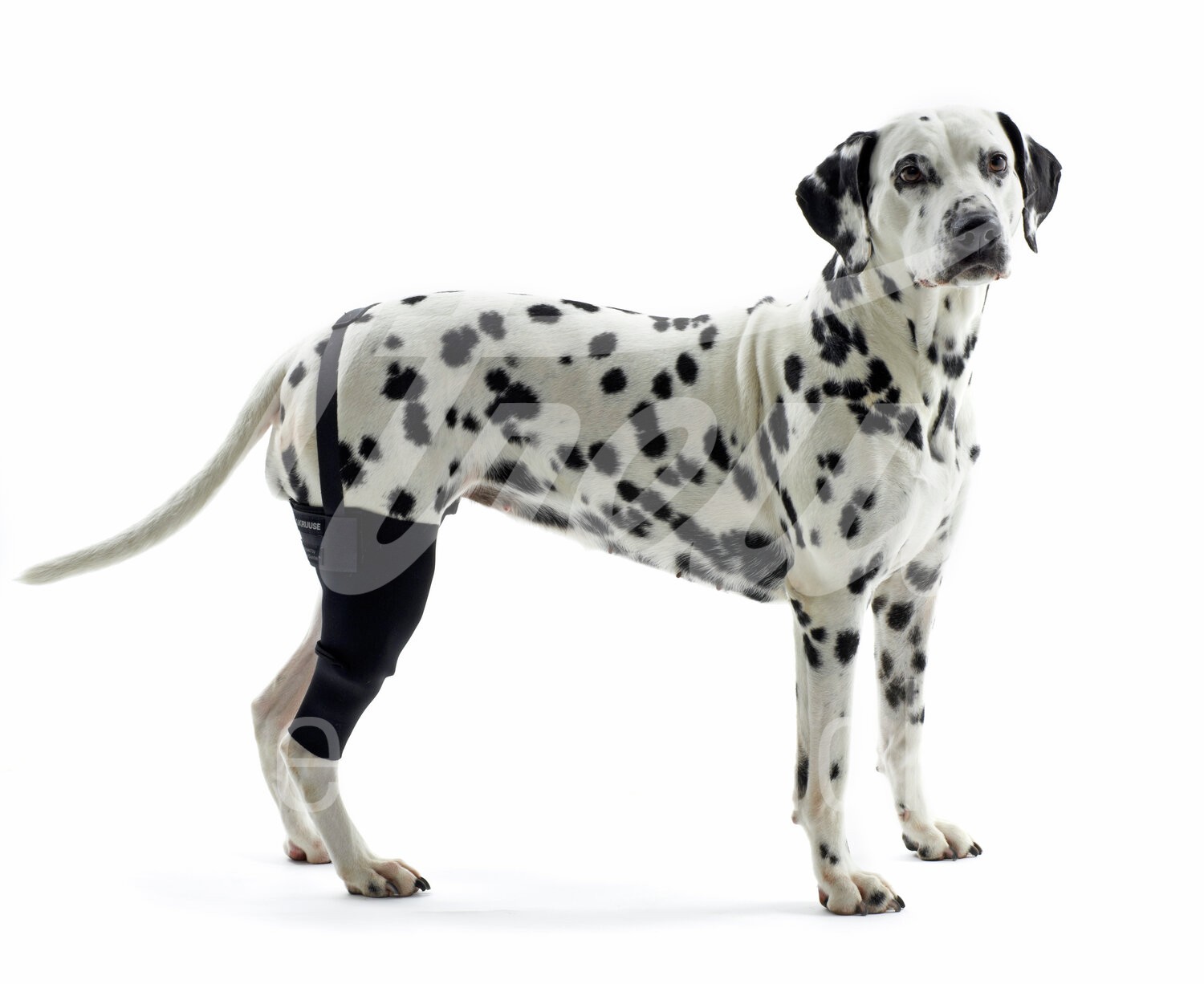 KRUUSE Rehab Hund Kniegelenkschutz Gr. L links 1 Stück