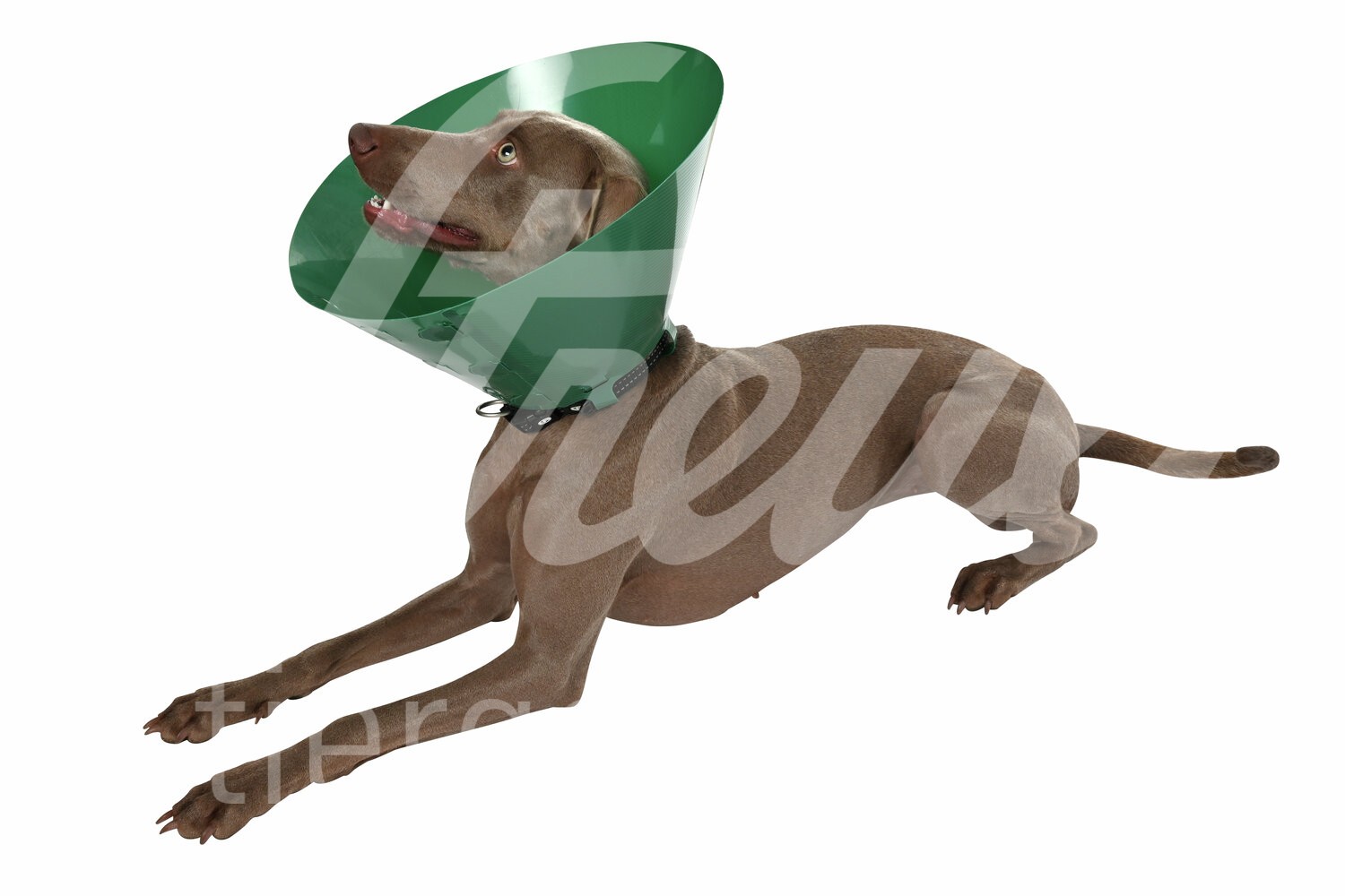 BUSTER Halskragen Green Ocean grün Clic-Verschl. 12.5cm 5Stk BUSTER Halskragen Green Ocean grün Clic-Verschl. 12.5cm 5Stk