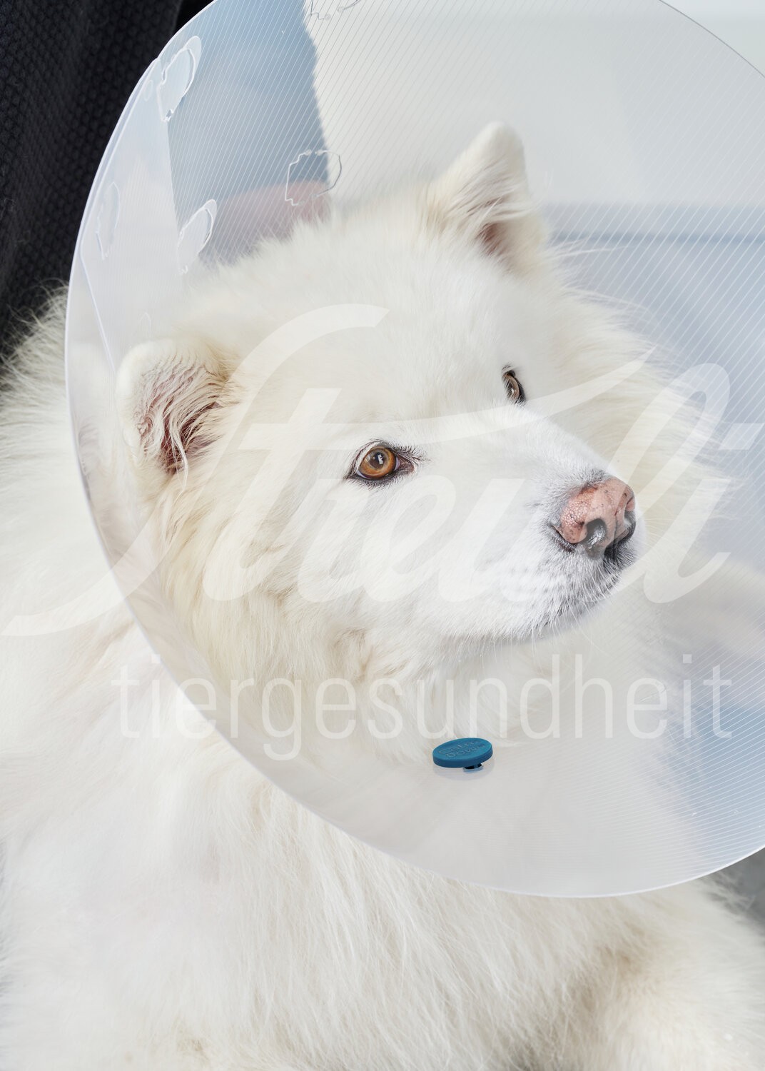 CalmDown Katze Post-OP 1 Button für Halskragen by Kruuse CalmDown Katze Post-OP 1 Button für Halskragen by Kruuse