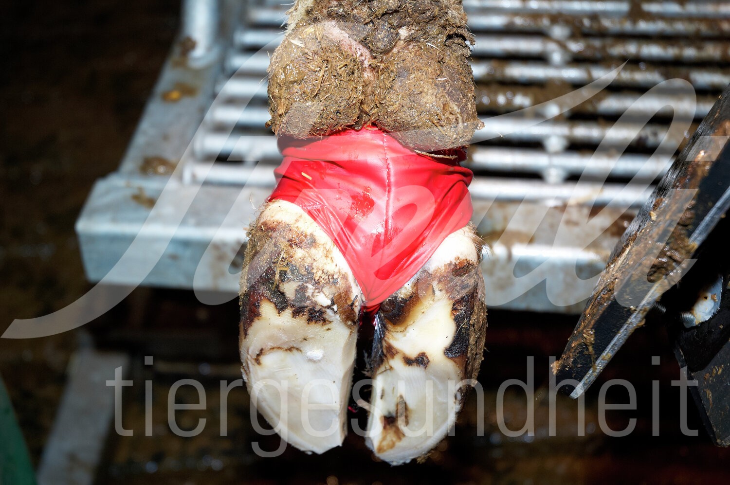 KRUUSE Bovivet Klauenbandage XL rot 10 Stück