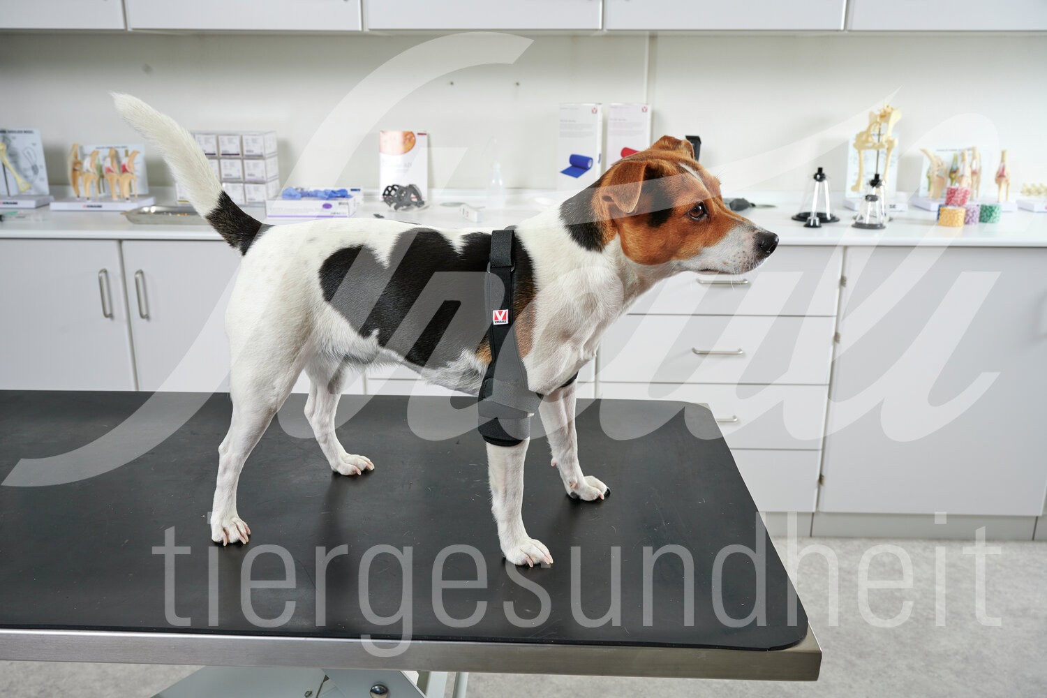 KRUUSE Rehab Pro Hund Elbogenschutz Gr. XS rechts 1 Stück