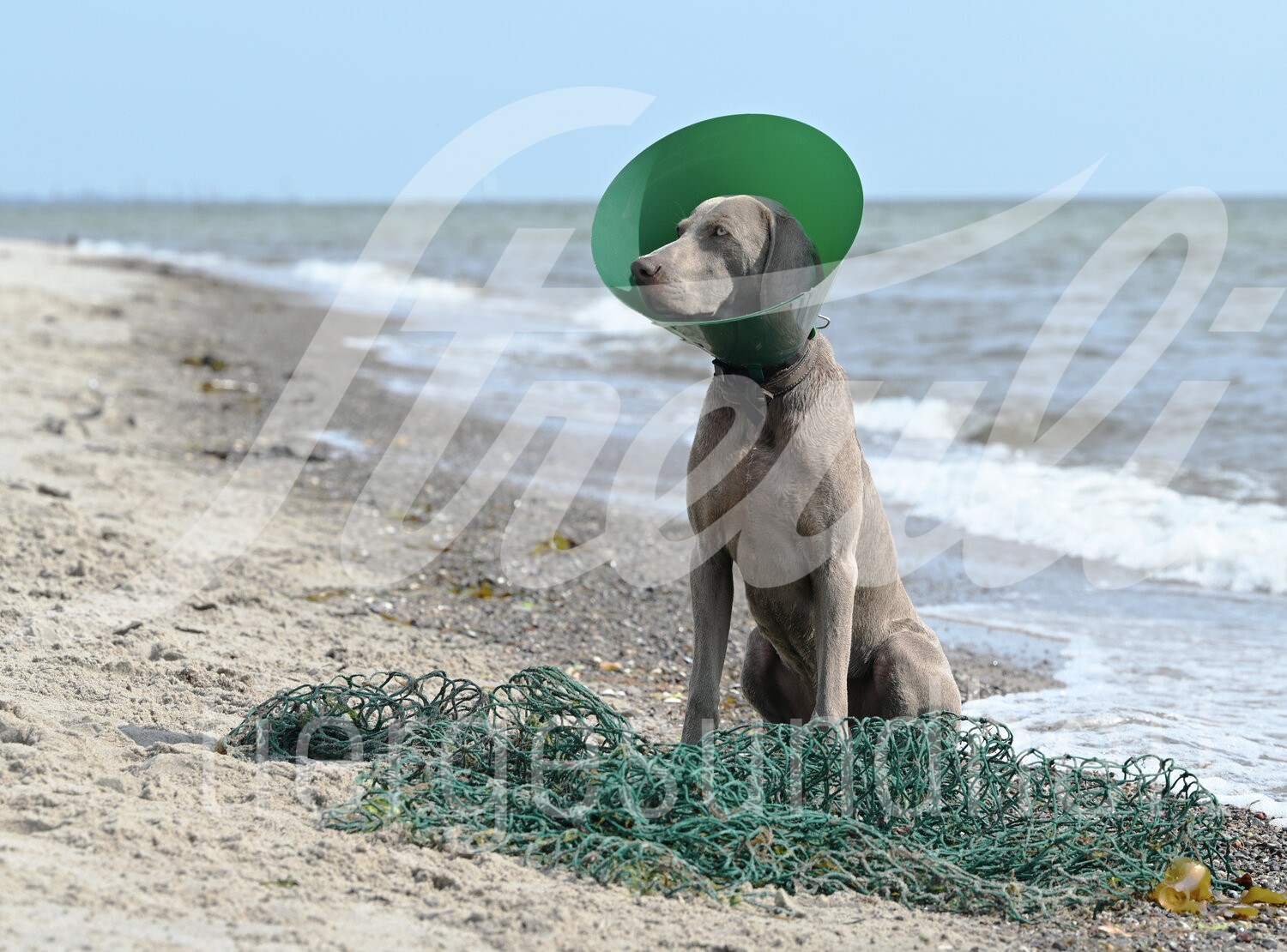 BUSTER Halskragen Green Ocean grün Clic-Verschl. 12.5cm 5Stk BUSTER Halskragen Green Ocean grün Clic-Verschl. 12.5cm 5Stk
