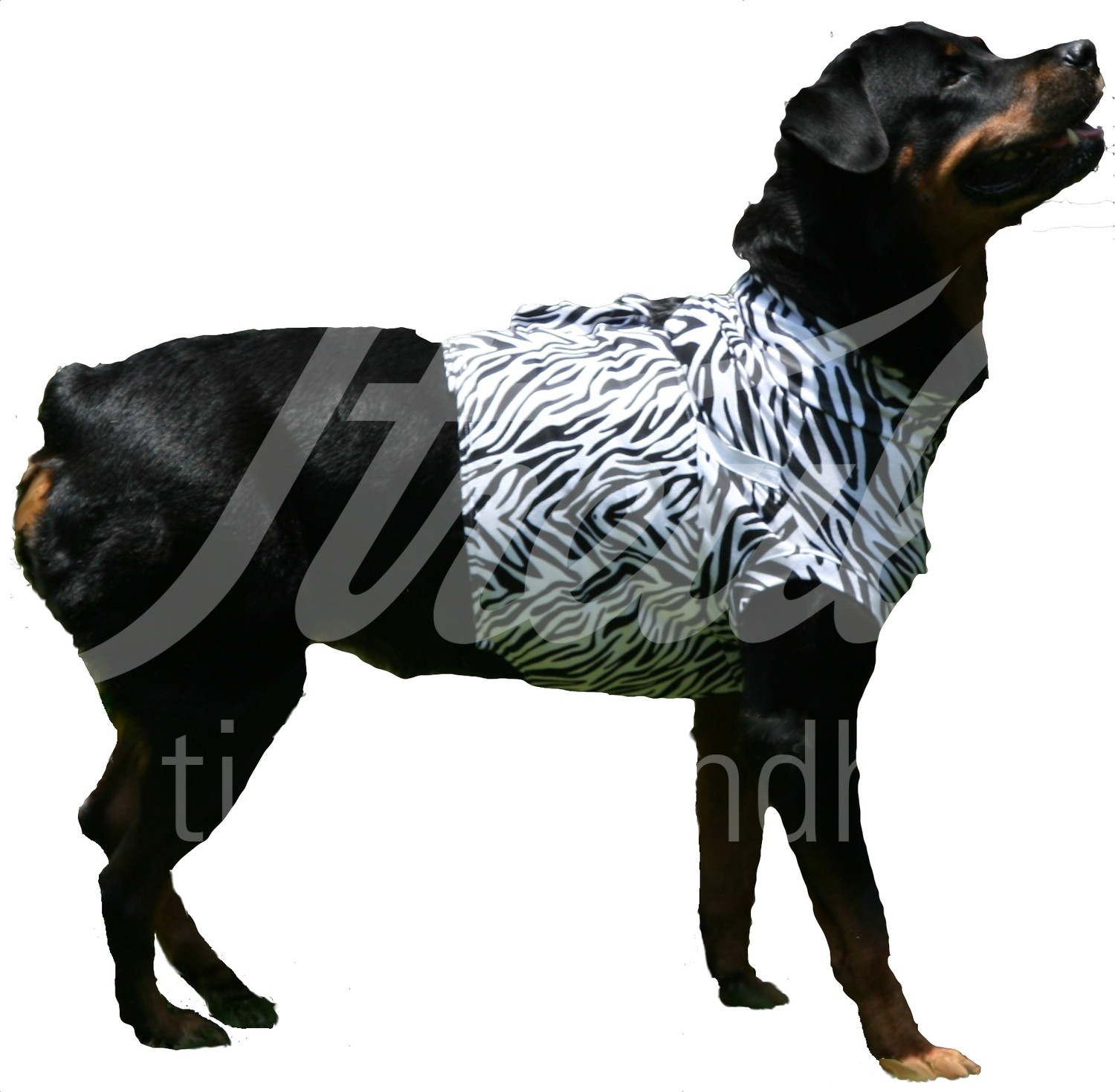 MPS Shirt Hund Zebraprint Gr. L 1 Stück MPS Shirt Hund Zebraprint Gr. L 1 Stück