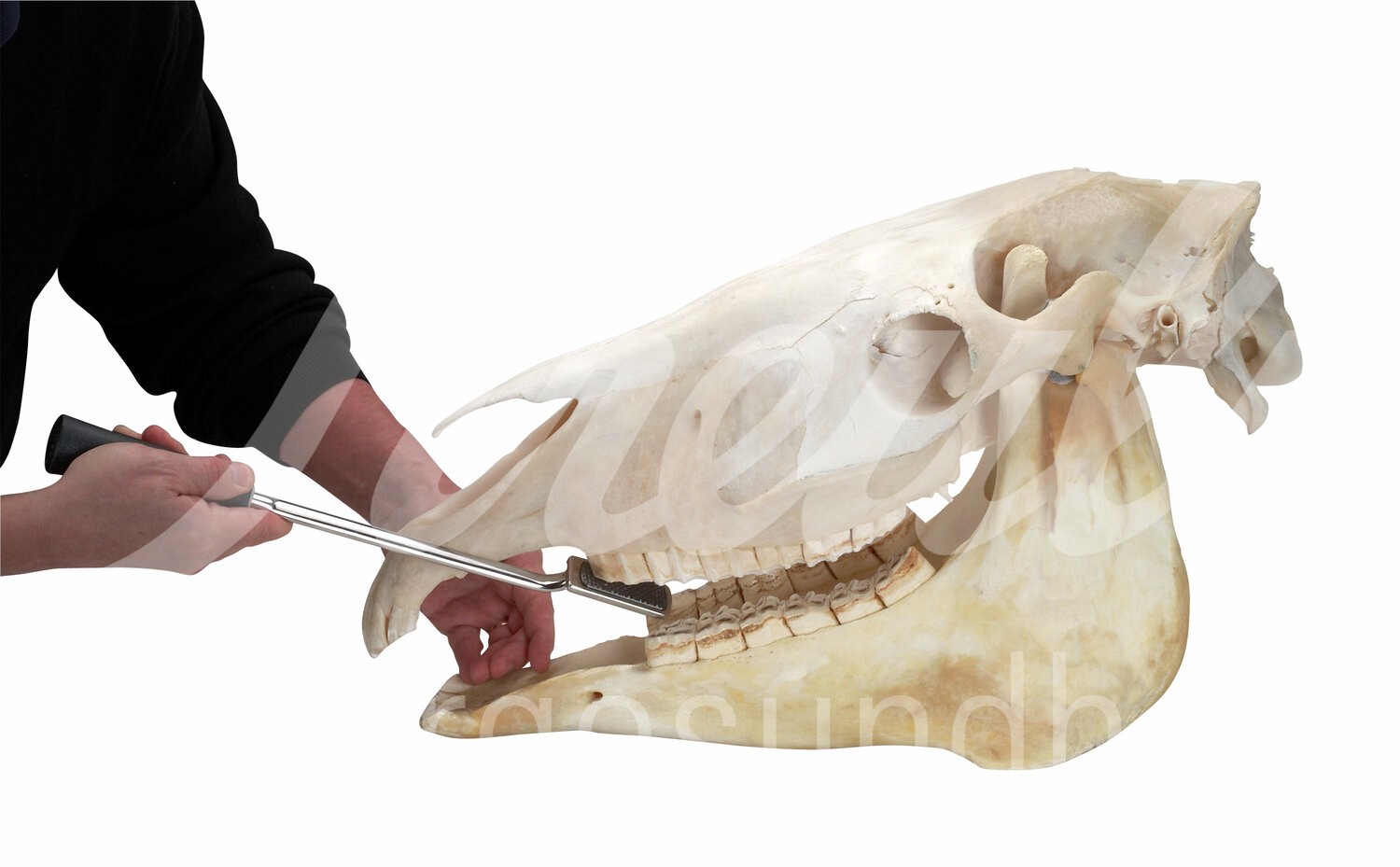 EQUIVET MagFloat Zahnraspel f. o. & u. Prämolar (6) 1 Stk