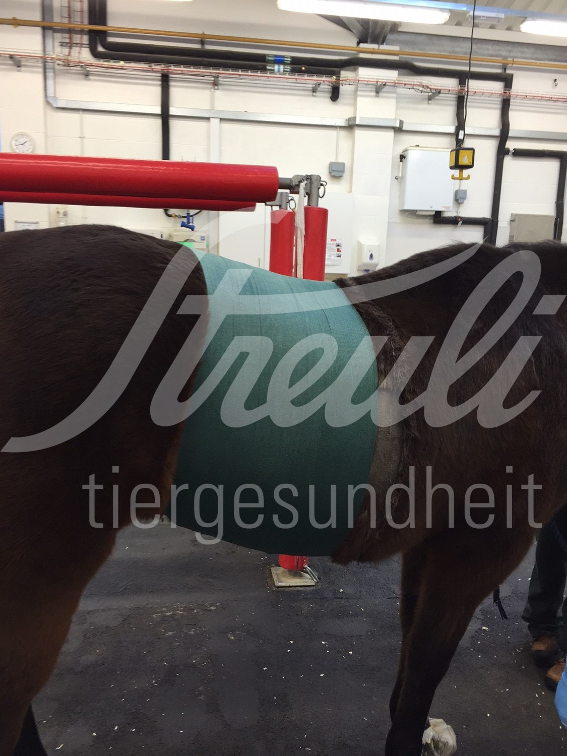 KRUUSE Vet Flex Bandage selbstkl. 15cm x 15m rot 4 Stk.