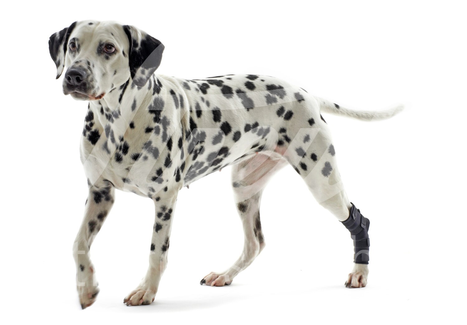 KRUUSE Rehab Hund Sprunggelenkschutz Gr. L 1 Stück