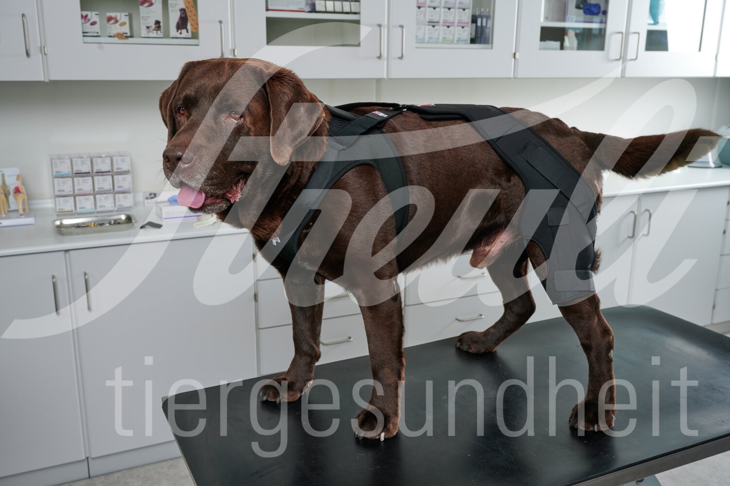 KRUUSE Rehab Pro Hund Kniegelenkschutz Gr. L links 1 Stück