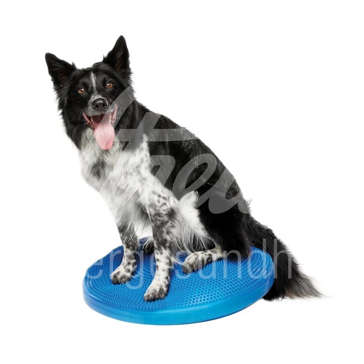 FitPaws Balance Disc 55 cm 1 Stück